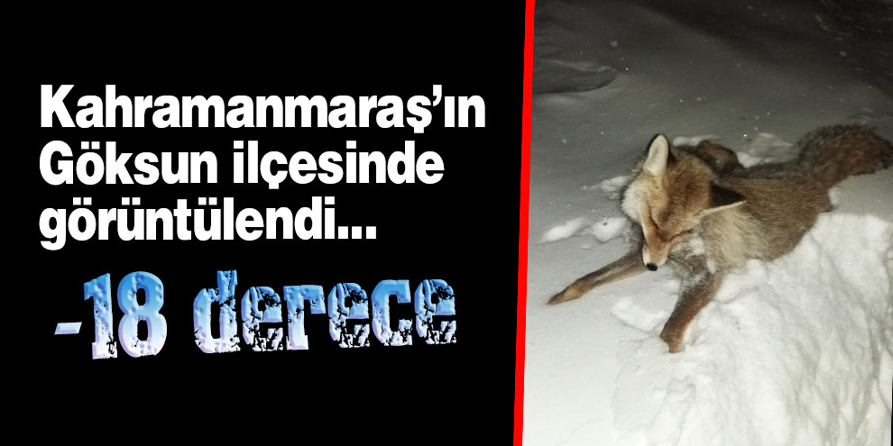 Kahramanmaraş’ta tilki dondu