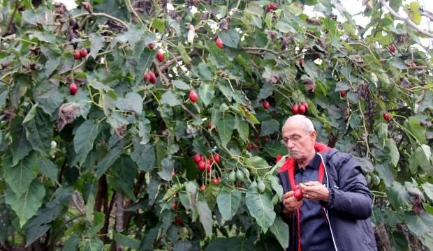 Almanya'da saksıda gördü, Türkiye'de para basıyor!