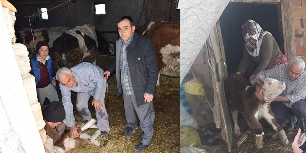 Ayakları ters doğan buzağı için ilginç çözüm