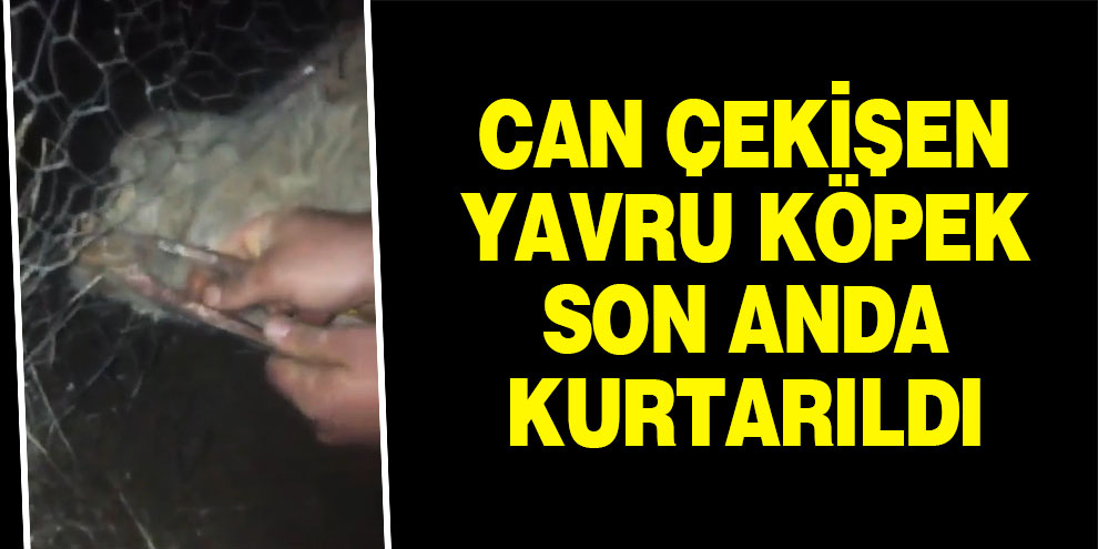 Can çekişen yavru köpek son anda kurtarıldı