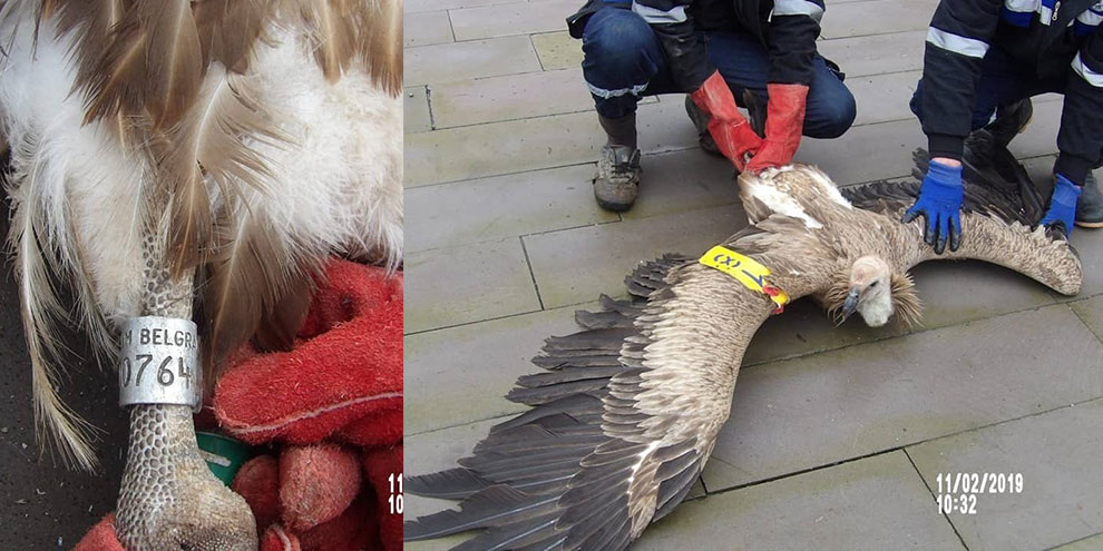 Kahramanmaraş'ta nesli tükenmekte olan tür bulundu