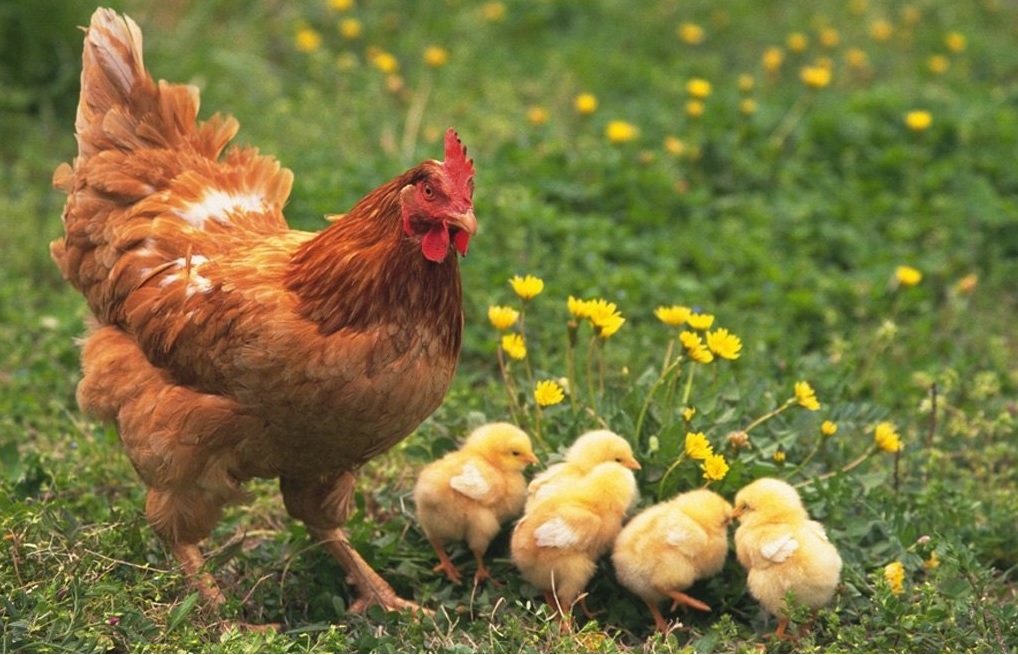 Tavuk yumurtası üretimi Aralık'ta arttı