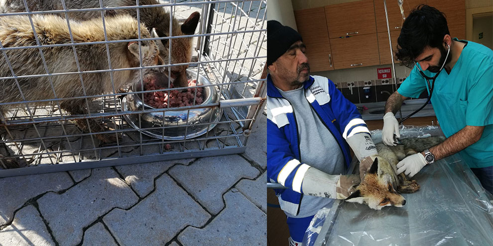 İki yaralı tilki tedaviye alındı