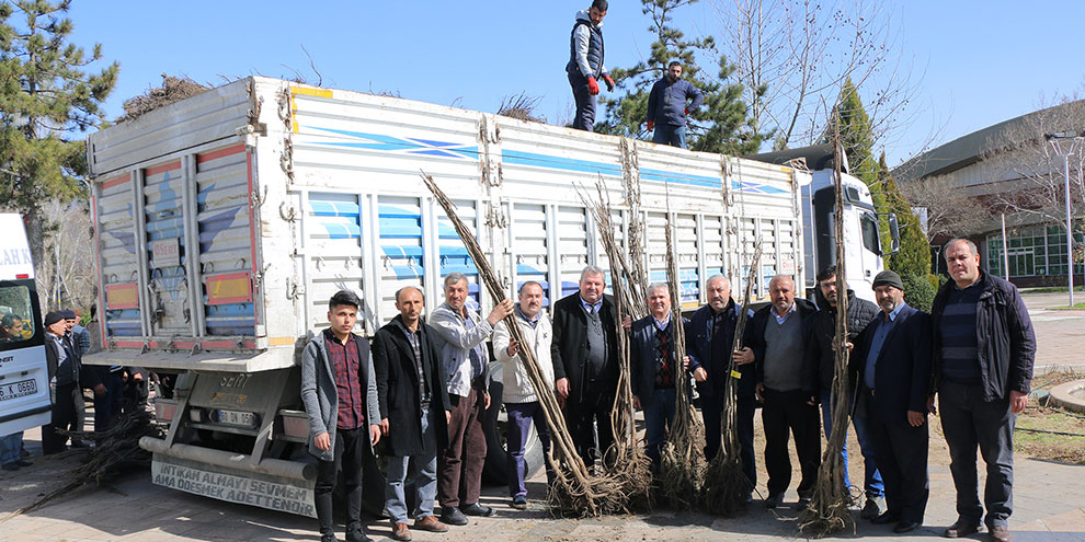 Büyükşehir’den çiftçilere ceviz fidanı
