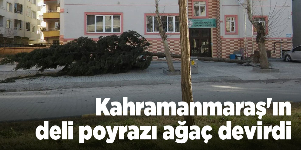 Kahramanmaraş'ın deli poyrazı ağaç devirdi