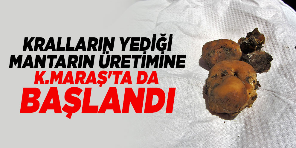 Kahramanmaraş’ta kralların yiyeceği "trüf mantarı" üretimi başlıyor