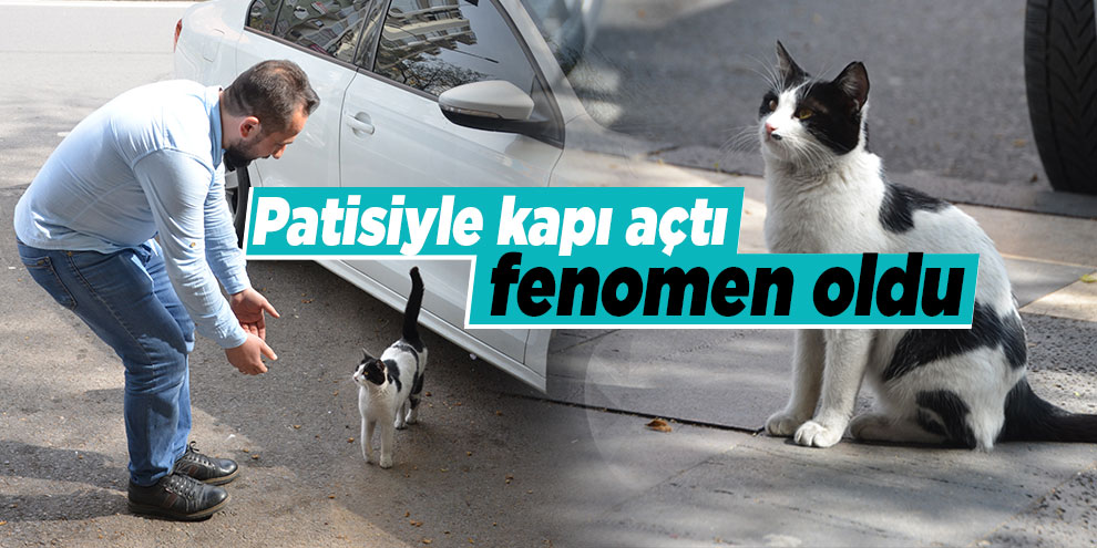Patisiyle kapıyı açan kedi fenomen oldu