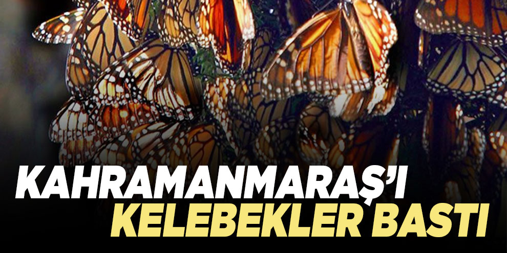 Kelebek göçü görenleri şaşırttı