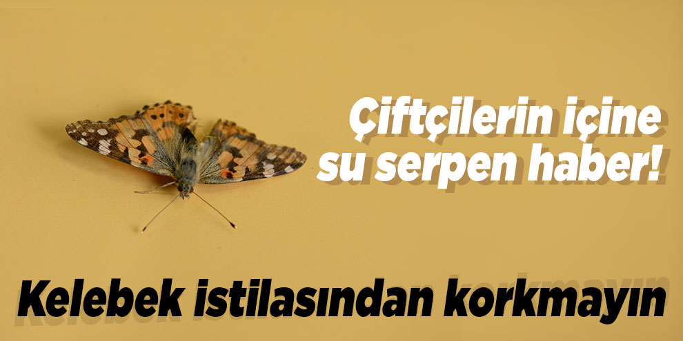 Çiftçilerin içine su serpen haber! Kelebek istilasından korkmayın