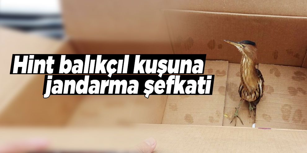 Hint balıkçıl kuşuna jandarma şefkati