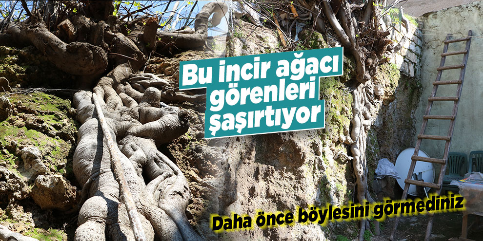 Bu incir ağacı görenleri şaşırtıyor