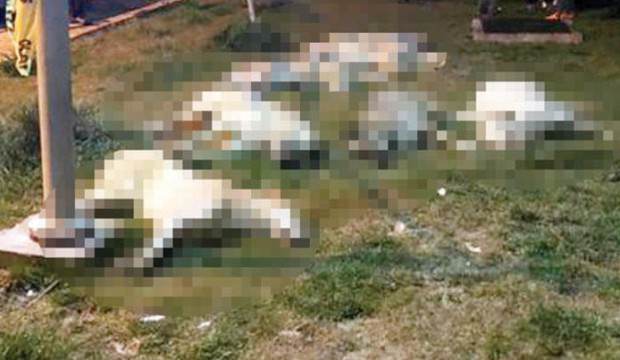 İsyan ettiren olayla ilgili gözaltılar başladı