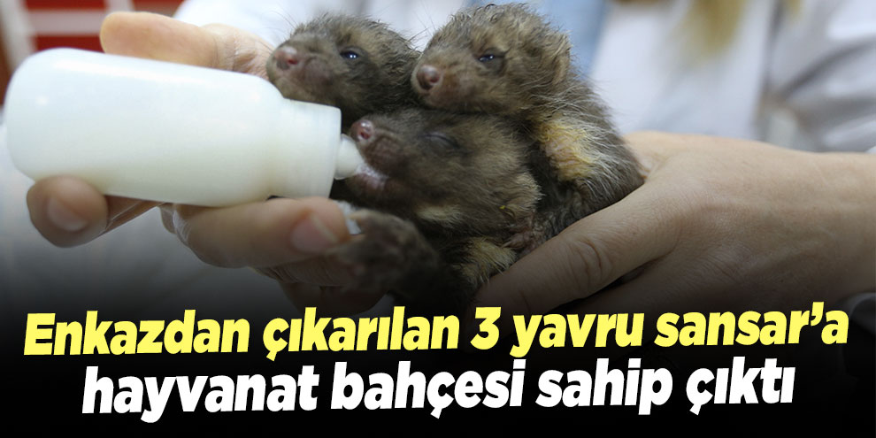 Enkazdan çıkarılan 3 yavru sansar’a hayvanat bahçesi sahip çıktı