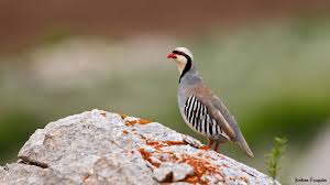 Kahramanmaraş Kınalı Keklikle Süne Mücadelesi
