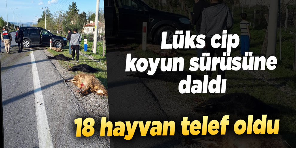 Lüks cip koyun sürüsüne daldı, 18 hayvan telef oldu