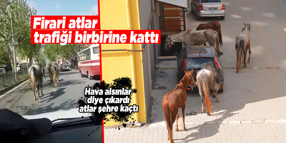 Firari atlar trafiği birbirine kattı