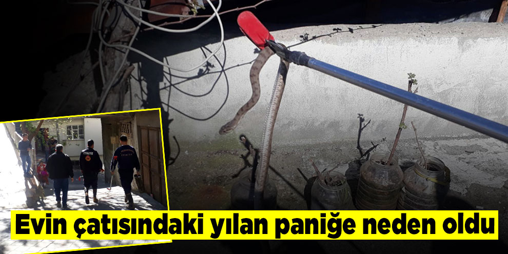 Evin çatısındaki yılan paniğe neden oldu