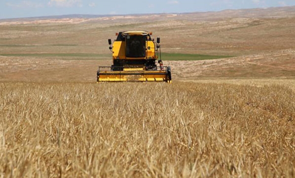 Hububatta prim başvuruları 30 Nisan'da sona eriyor