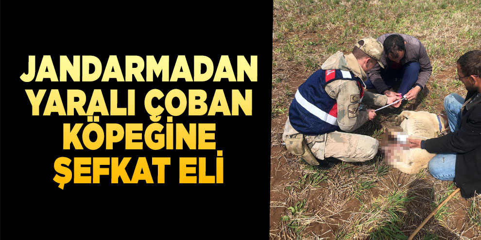 Jandarmadan yaralı çoban köpeğine şefkat eli