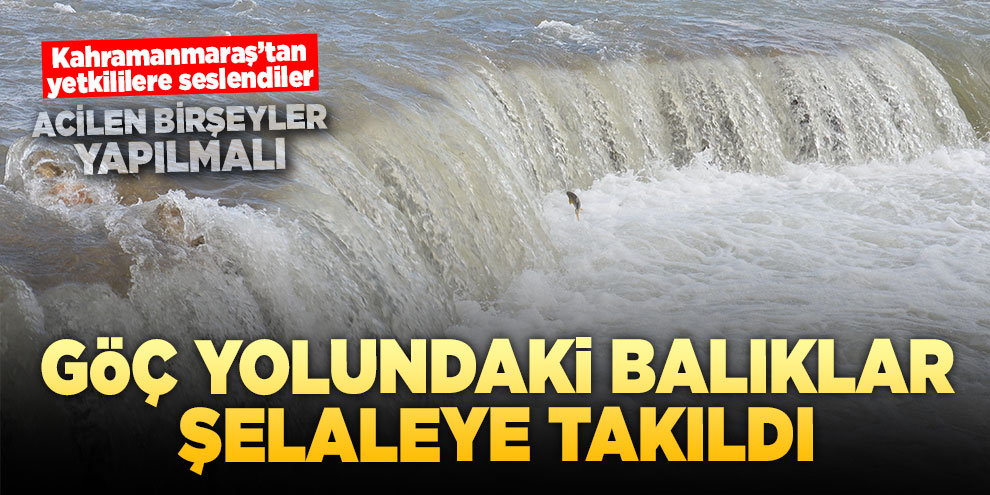 Göç yolundaki balıklar şelaleye takıldı