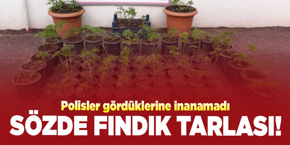 Fındık bahçesini uyuşturucu tarlasına çevirmiş