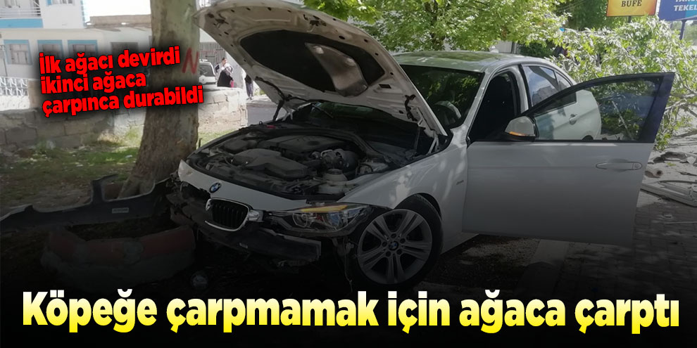 Köpeğe çarpmamak için ağaca çarptı