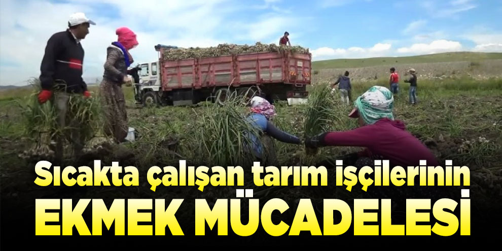 Sıcakta çalışan tarım işçilerinin ekmek mücadelesi