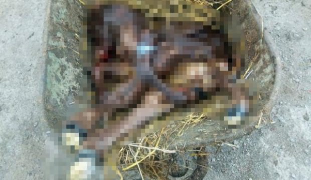 Görenler şaşkına döndü! Tam 9 bacaklı...