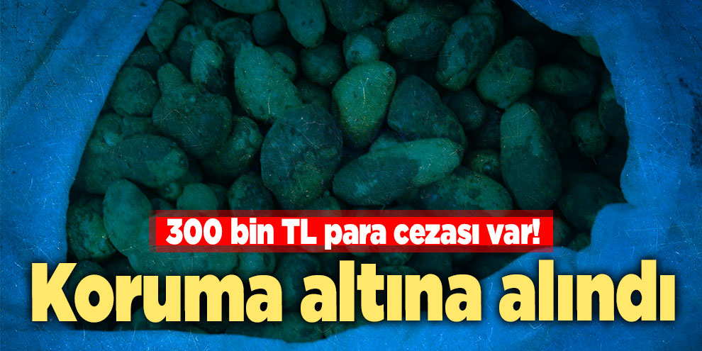 300 bin TL para cezası var! Koruma altına alındı