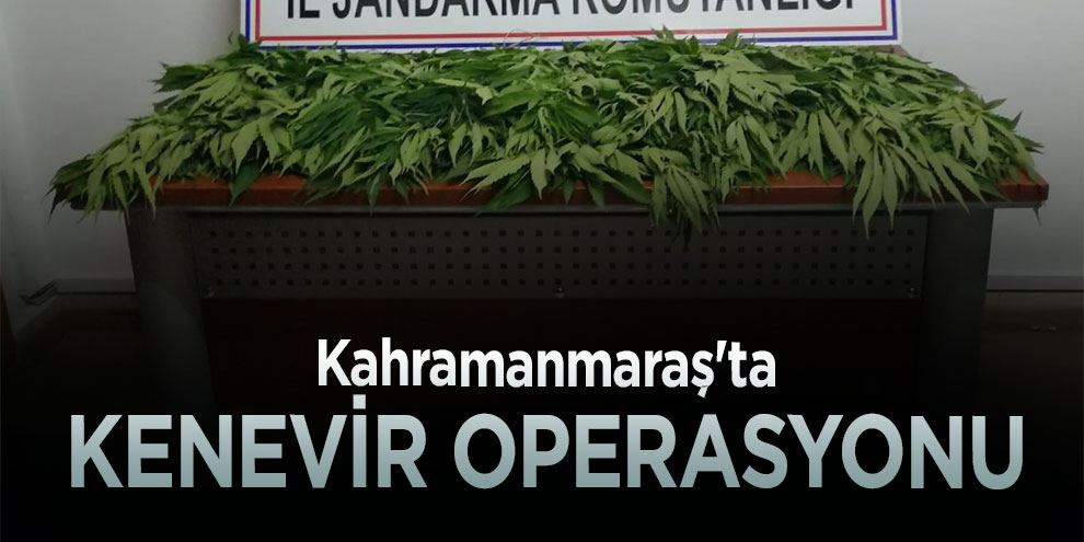 Kahramanmaraş'ta kenevir operasyonu
