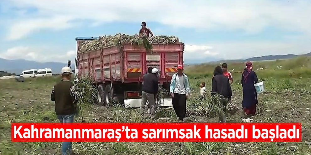 Kahramanmaraş’ta sarımsak hasadı başladı