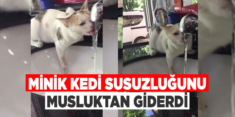 Minik kedi susuzluğunu musluktan giderdi