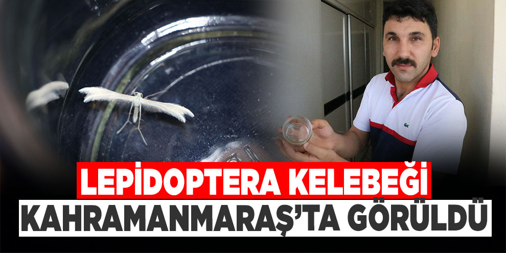 Lepidoptera kelebeği Kahramanmaraş’ta görüldü