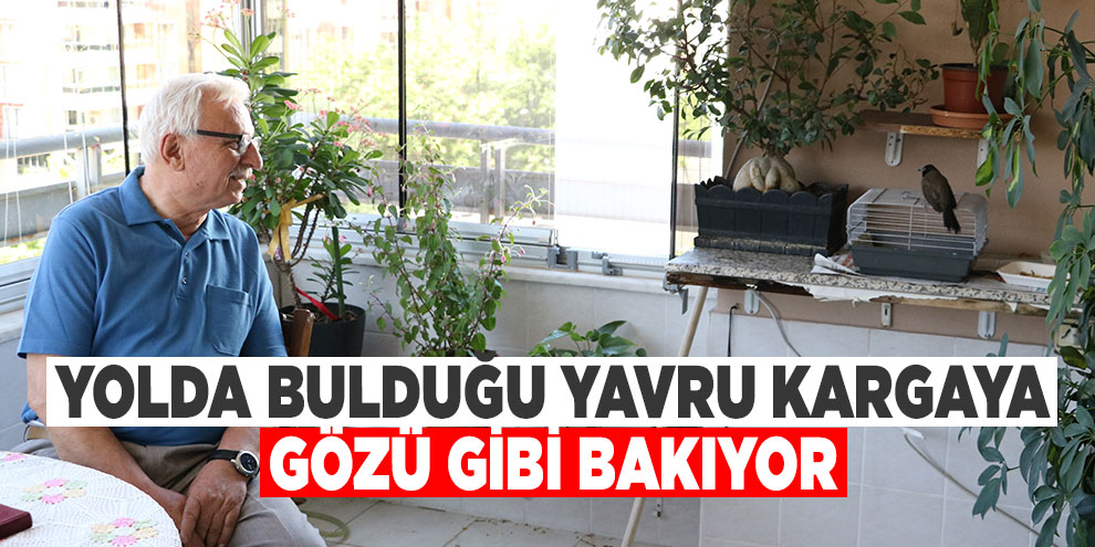 Yolda bulduğu yavru kargaya gözü gibi bakıyor