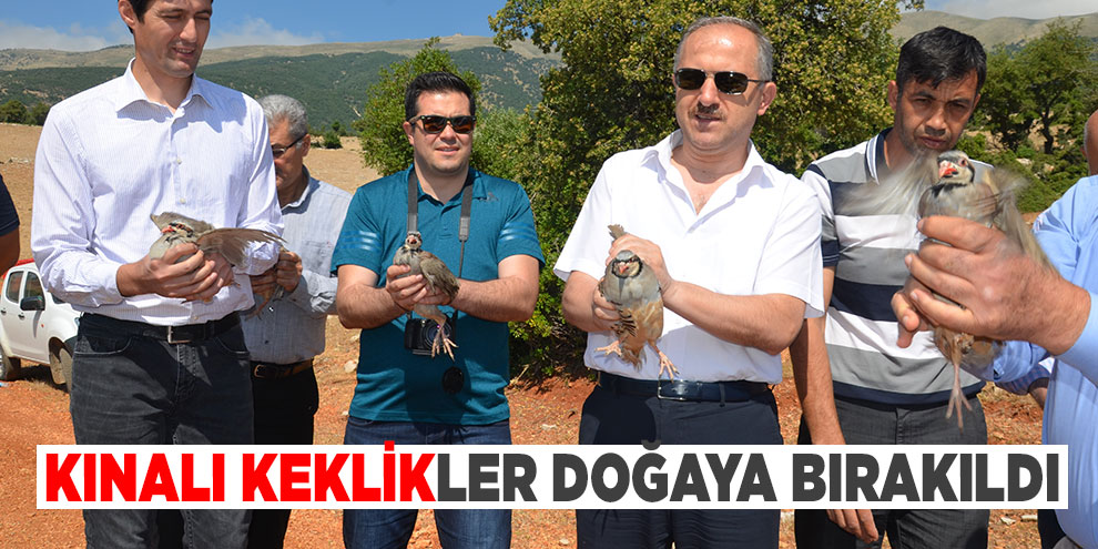 Kınalı keklikler doğaya bırakıldı