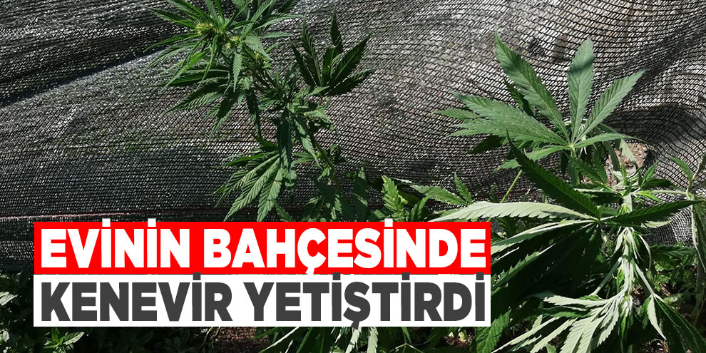 Evinin bahçesinde kenevir yetiştirdi