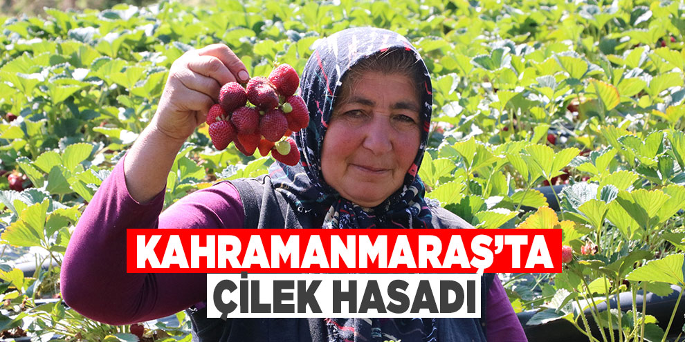 Kahramanmaraş’ta çilek hasadı