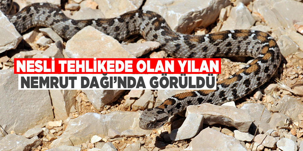 Nesli tehlikede olan yılan Nemrut Dağı’nda görüldü