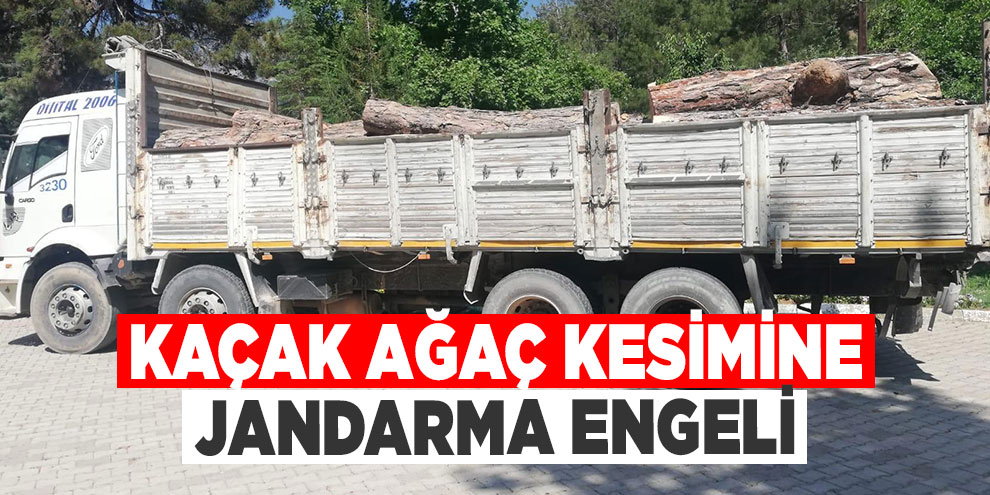 Kaçak ağaç kesimine jandarma engeli