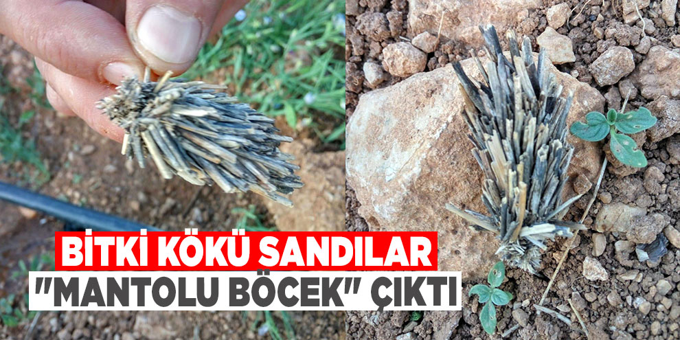 Bitki kökü sandılar "mantolu böcek" çıktı
