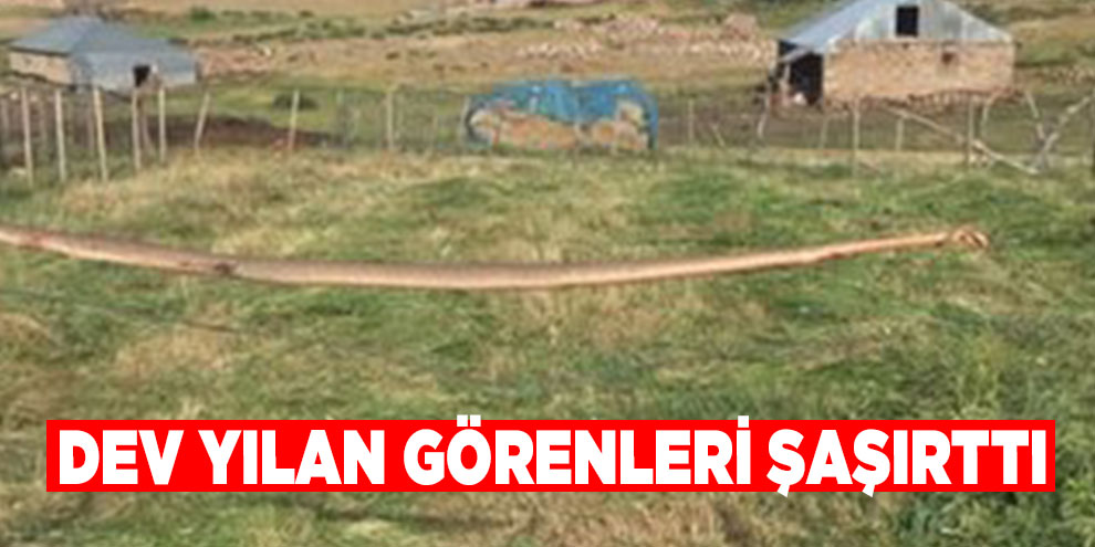 Dev yılan görenleri şaşırttı