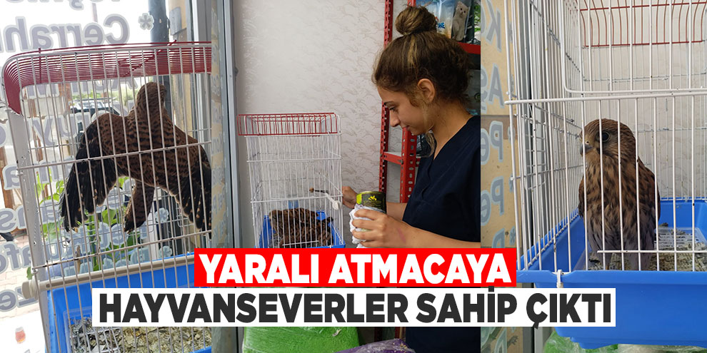 Yaralı atmacaya hayvanseverler sahip çıktı