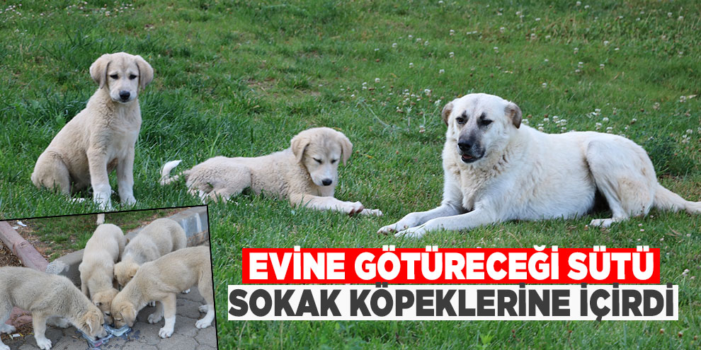 Evine götüreceği sütü sokak köpeklerine içirdi