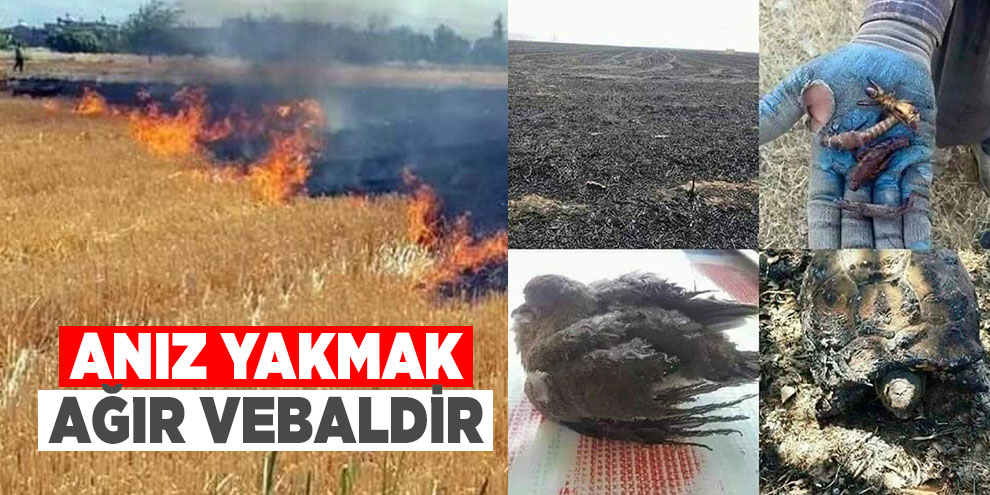 Anız yakmak ağır vebaldir