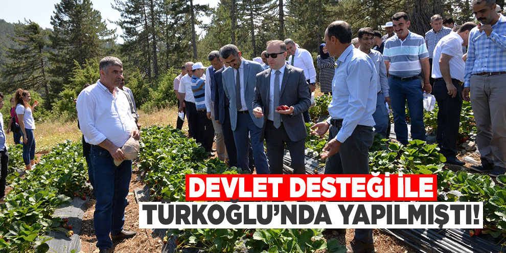 Devlet desteği ile Türkoğlu’nda yapılmıştı! Hasatlara başlandı