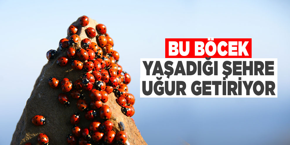 Bu böcek yaşadığı şehre uğur getiriyor