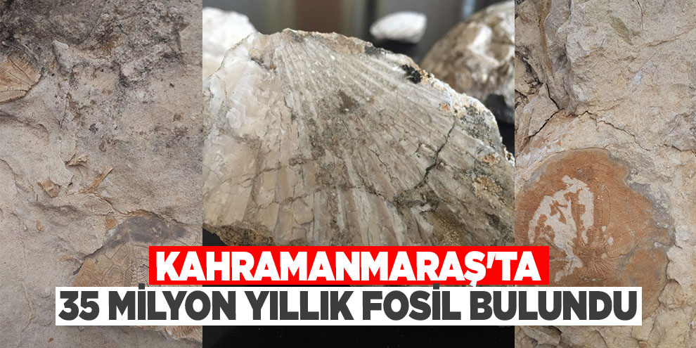 Kahramanmaraş'ta 35 milyon yıllık fosil bulundu