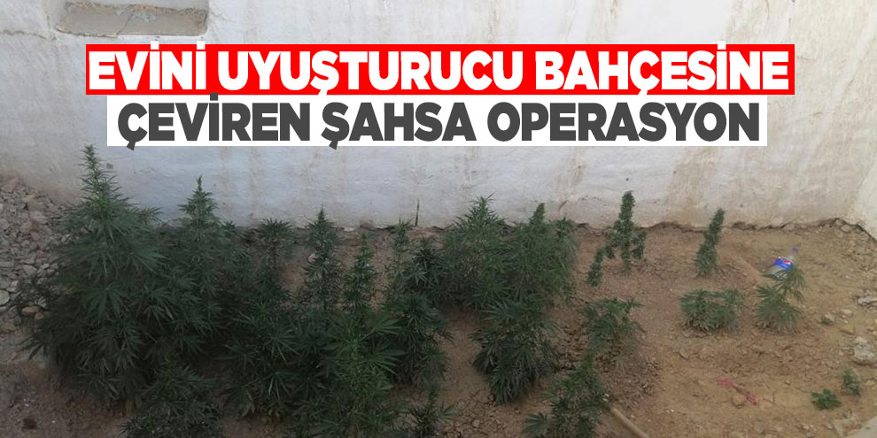 Evini uyuşturucu bahçesine çeviren şahsa operasyon