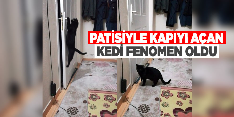 Patisiyle kapıyı açan kedi fenomen oldu