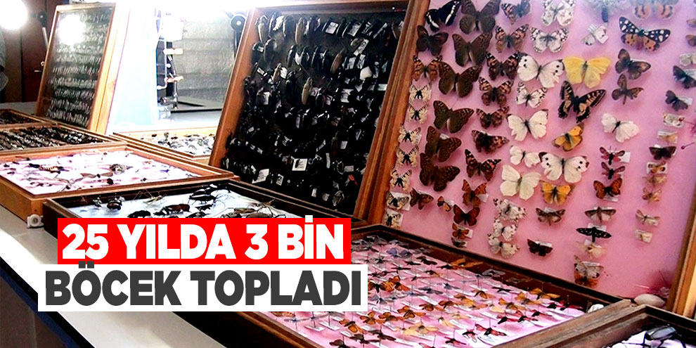 25 yılda 3 bin böcek topladı
